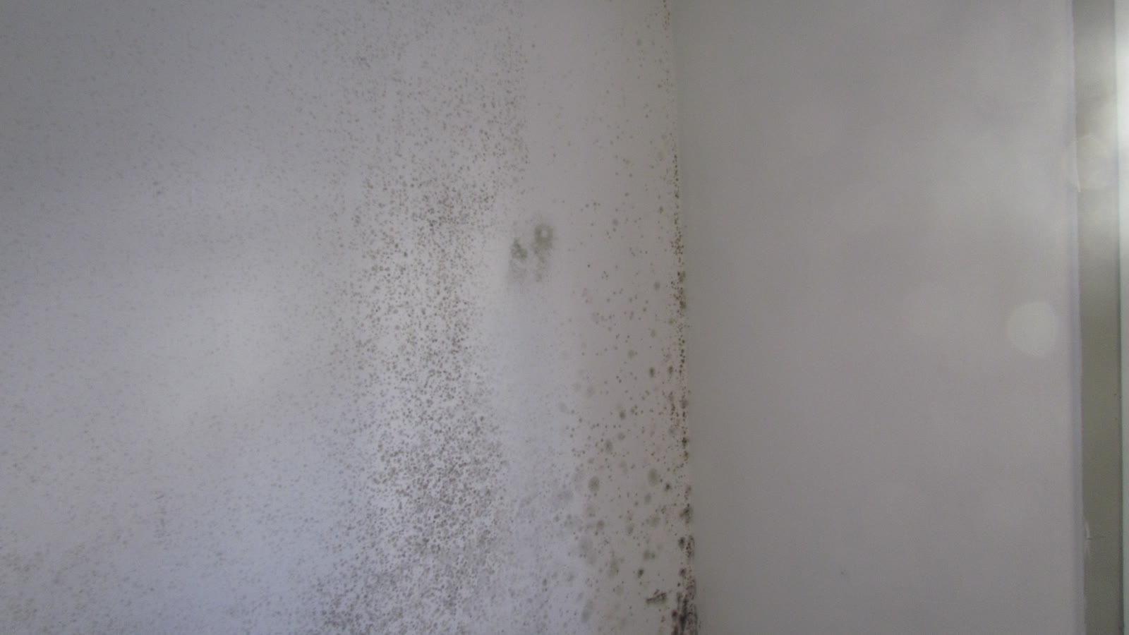 Mur de logement avec traces de moisissures près d’une fenêtre