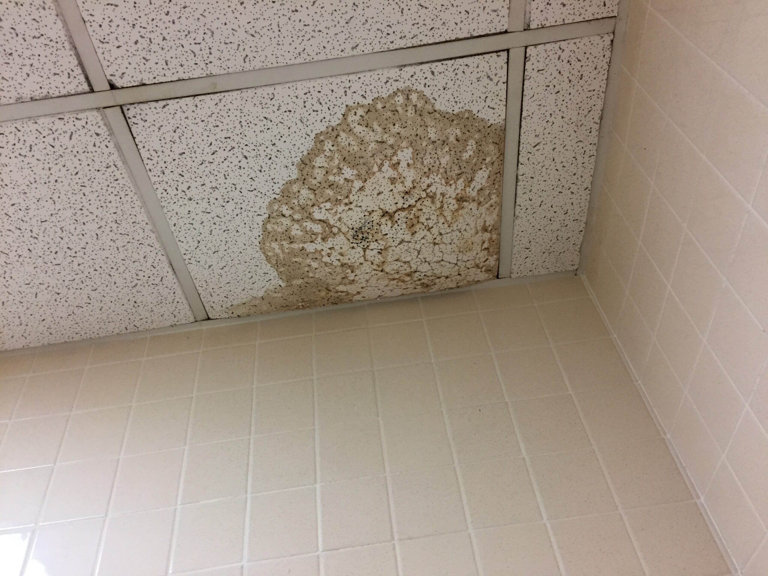 Plaque de plafond tachée par une fuite d’eau dans un logement
